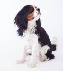 Dog spaniel