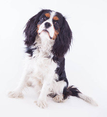 Dog spaniel