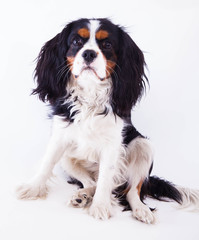 Dog spaniel