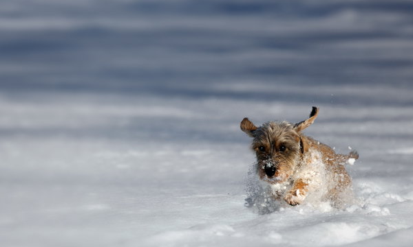Flug durch den Schnee