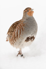Rebhuhn, Grey partridge, Perdix perdix
