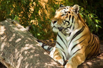 Sibirischer Tiger (Panthera tigris altaica)