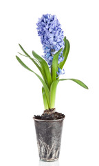 Beautiful brightly-blue hyacinths on a white background