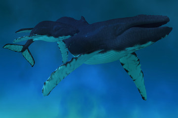 Fototapeta premium Humpback Whale Ocean