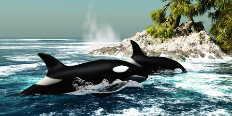 Fototapeta premium Orca Killer Whales