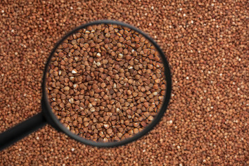 buckwheat with a magnifying glass