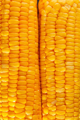 corn on black background