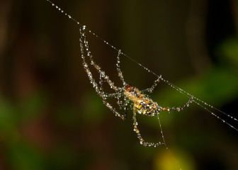 a spider,on a web, covered in dew