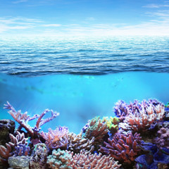 Sea underwater view
