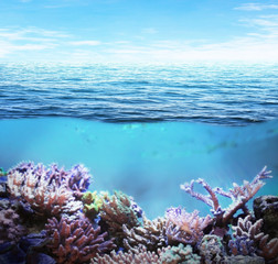 Sea underwater