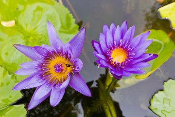 Siam Lotus