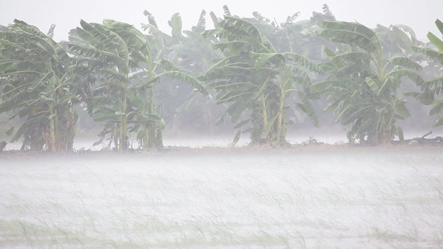 Strong Winds in Meadow and Banana Tree