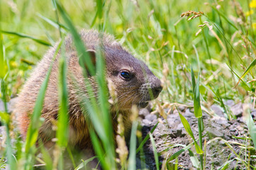 Groundhog in Montreal