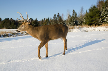 Buck deer in the snow