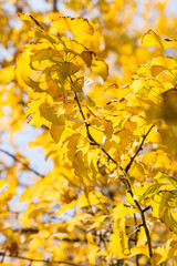 autumnal ginkgo tree
