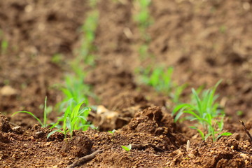 The beginning of maize in farmland