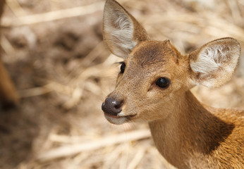 deer portrait