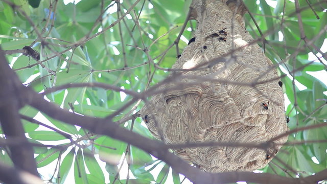 Jacket Wasp on nest