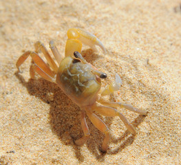 Crab on sea sunny beaches