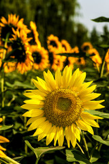 Blooming sunflower in the field