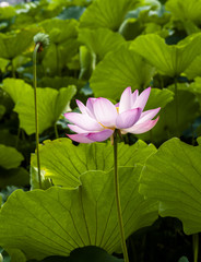 Lotus flower surrounded by the green leaves