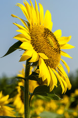 Closeup of blooming sunflower in the field