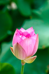 Ready blooming of the lotus