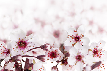 Fototapeta na wymiar Wiśniowe kwiaty