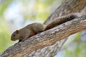 Squirrel on tree