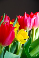 Fototapeta premium Narzisse und Tulpen