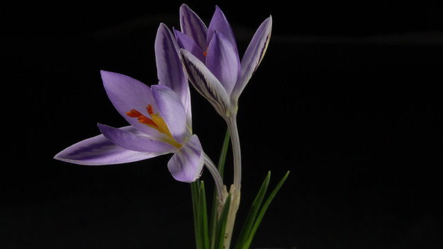 snowdrop crocus saffron blossom time lapse
