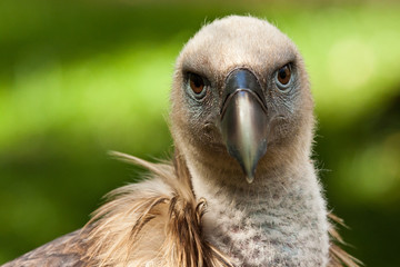 Gänsegeier (Gyps fulvus)