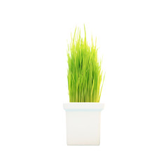 Young green rice plant in pot on white background.