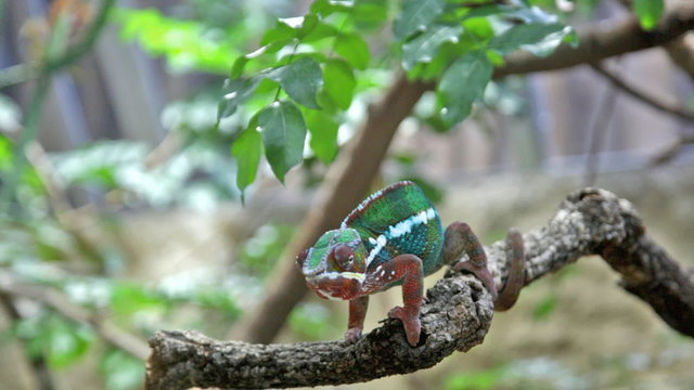 Chameleon with a bright color sits on a branch and rolls eyes