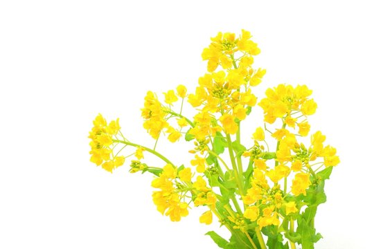 菜の花