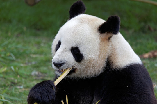 Panda g&eacute;ant - Zooparc de Beauval (France)