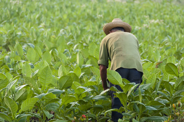 Naklejka na ściany i meble Kubański rolnik na polu tytoniu