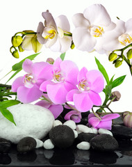 Fototapeta na wymiar Wellness concept: Orchids, bamboo and stones