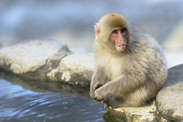 Japanese macaque Sticking Out Tongue