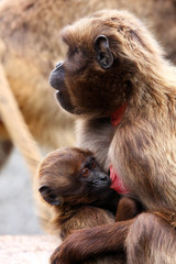 mother and kid monkey