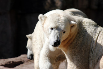 Polarbear
