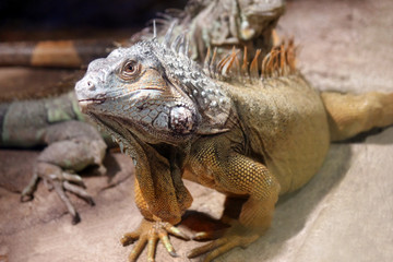 Big iguana lizard