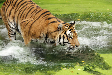 Fototapeta na wymiar Bengal tiger in water