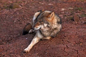 Wolf