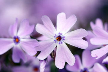 Fototapeta premium Flower Aubrieta