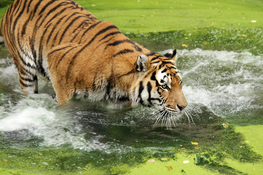 Bengal tiger in water