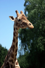 Giraffe