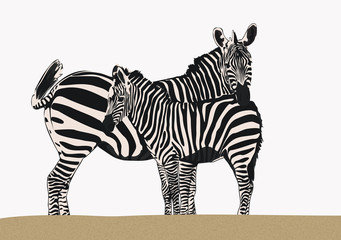 Zebra