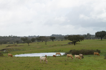 Cows grazing on a farm