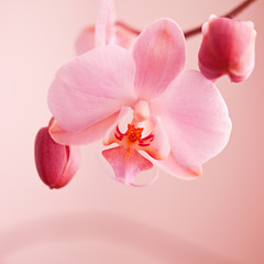 spring orchid pink flower - obrazy, fototapety, plakaty